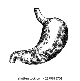 Human stomach. Vector hand drawn sketch illustration. Old hand drawn engraving imitation. Stomach illustration