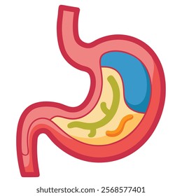 Human Stomach Vector Illustration - Detailed Anatomical Design