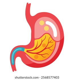 Human Stomach Vector Illustration - Detailed Anatomical Design