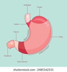 Human stomach vector illustration diagram