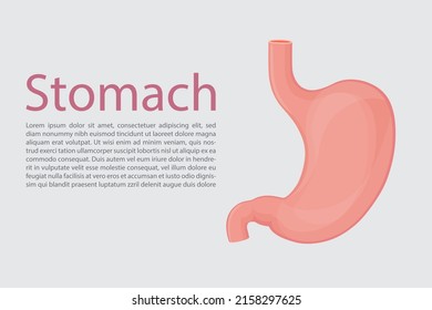 Human Stomach  vector illustration on background.