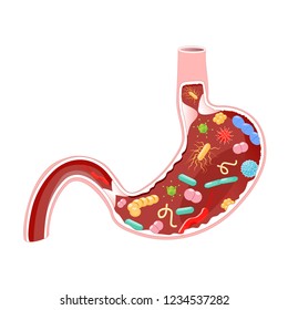 Human Stomach With Viruses And Bacteria. Vector Diagram For Educational, Biological, Medical And Science Use