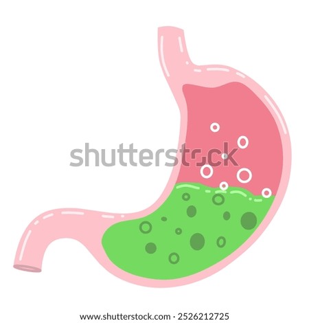 human stomach with a visible acidic environment, characterized by bubbles and a green substance that may represent gastric acid and partially digested food