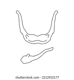 Human sublingual bone. Top and side view. Human mental protuberance.