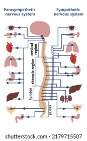 The human sympathetic and parasympathetic nervous system. Medical poster with infographics of internal organs. Vector illustration