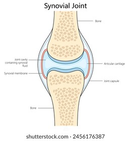 Human synovial joint structure diagram hand drawn schematic vector illustration. Medical science educational illustration