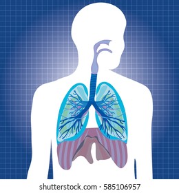 Human system respiratory vector illustration