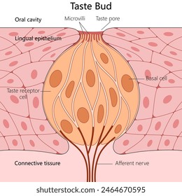 Menschliche Geschmacksknospe, einschließlich Lingualepithel, Geschmacksrezeptorzellen und Bindegewebsstrukturdiagramm, handgezeichnete schematische Vektorillustration. Medizin-Bildungs-Illustration