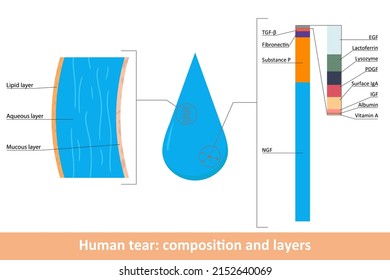 Human tear composition and layers. Scheme of layers and visualized list of tear elements depending on their volume