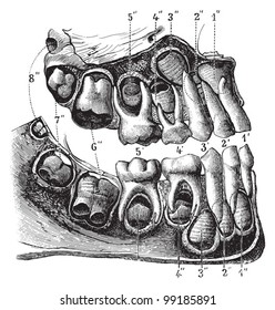 Human teeth anatomy (child) / vintage illustration from Die Frau als hausarztin 1911