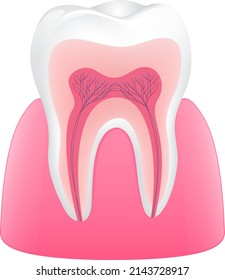 Human teeth anatomy. Cross section of human tooth. Illustration.