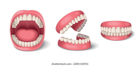 Anatomie der menschlichen Zähne mit realistischen Kiefern, einzelne Vektorgrafik