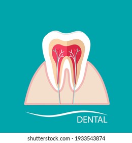 Dientes humanos. Antecedentes de cuidado dental. Ilustración vectorial.
