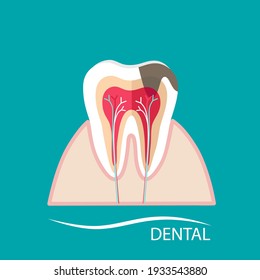 Human teeth. Dental care background. Vector illustration.
