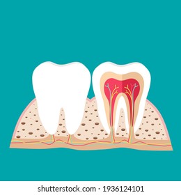 Human teeth. Dental care background. Vector illustration.
