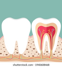 Human teeth. Dental care background. Vector illustration.
