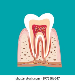 Human teeth. Dental care background. Vector illustration.
