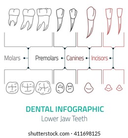 Human teeth dental infographic. Editable vector illustration with Lower jaw teeth. Medical image on a white background useful for poster, leaflet or brochure graphic design.
