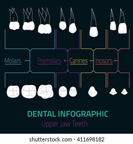 Human teeth dental infographic. Editable vector illustration with upper jaw teeth. Medical image with white teeth in modern style useful for poster, leaflet or brochure graphic design.