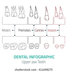 Human teeth dental infographic. Editable vector illustration with upper jaw teeth. Medical image on a white background useful for poster, leaflet or brochure graphic design.