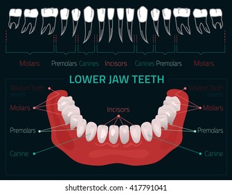 6,699 Lower jaw Images, Stock Photos & Vectors | Shutterstock