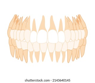 Human Teeth Denture Set Closeup front view. Human jaws model with molar, premolar, canine, incisor. Set of realistic flat natural color Vector illustration of anatomy isolated on white background