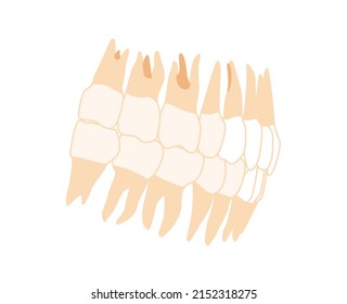 Human Teeth Denture Set Closeup Human side lateral view. Human jaws model with teeth row. Set of chump realistic flat natural color concept Vector illustration of anatomy isolated on white background