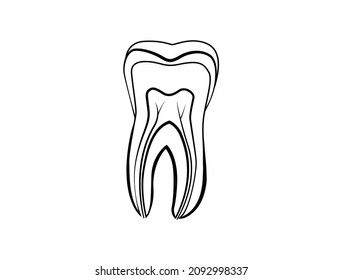 Human Teeth Diagram Vector Illustration Stock Vector (Royalty Free ...