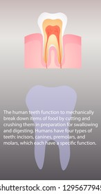 Human teeth function. Internal organs functions vector design. Vertical image
