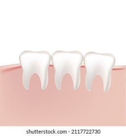 human teeth in the gum on a white background in vector