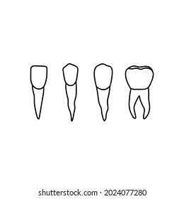 Human teeth: incisor, bicuspid, cuspid, moral. Vector, outline, anatomical, hand drawn illustration on white background.