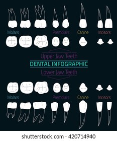 Human teeth infographic. Editable vector illustration with Lower and Upper jaw teeth. Medical image in white and gray colors on a dark background useful for poster, leaflet or brochure graphic design.