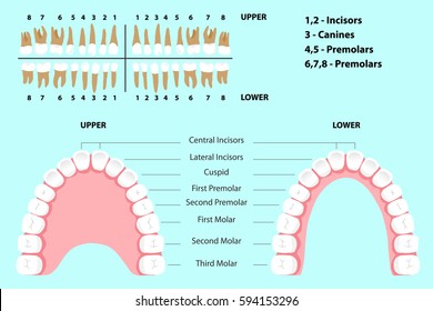 Dog Teeth Dental Chart