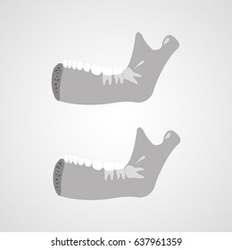 Human teeth, human jaw, the location of teeth in humans. Flat design, vector illustration.