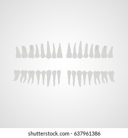 Human teeth, human jaw, the location of teeth in humans. Flat design, vector illustration.