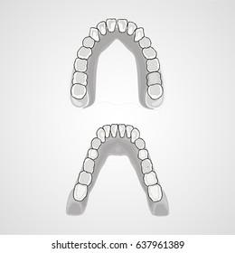 Human teeth, human jaw, the location of teeth in humans. Flat design, vector illustration.