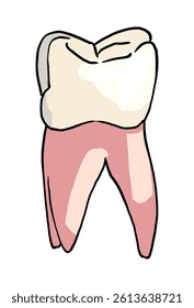 Human teeth on white background