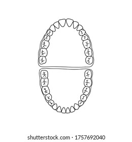 Human teeth, outline, anatomical, hand drawn illustration on white background. Top view. Vector Stock illustration.