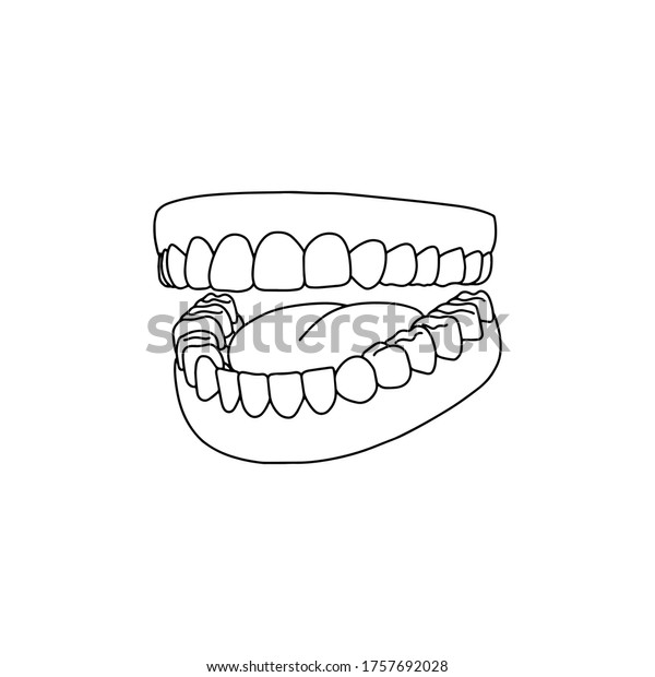 Human Teeth Outline Anatomical Hand Drawn Stock Vector (Royalty Free ...