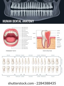 Human teeth realistic anatomy poster with jaw x-ray vector illustration