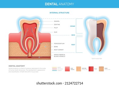 Human teeth realistic infographics with flat images of tooth profile views with dentine gum and pulp vector illustration