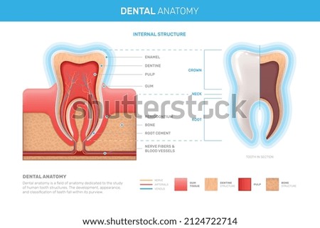 Human teeth realistic infographics with flat images of tooth profile views with dentine gum and pulp vector illustration