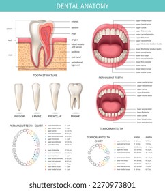 Human teeth realistic infographics set with dental anatomy charts vector illustration