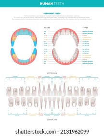 Human teeth realistic infographics with views of jaws and individual teeth with text captions color code vector illustration