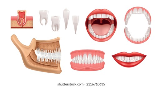 Dientes humanos conjunto realista de aislamientos de iconos con mandíbulas anatómicas e imágenes de dientes solteros con ilustración de vector de goma