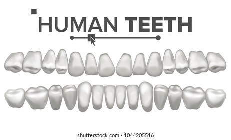 Human Teeth Set Vector. Dental Health. Incisor, Canine, Premolar, Molar Upper, Lower. Clean White Tooth. Periodontal Concept. Isolated Illustration
