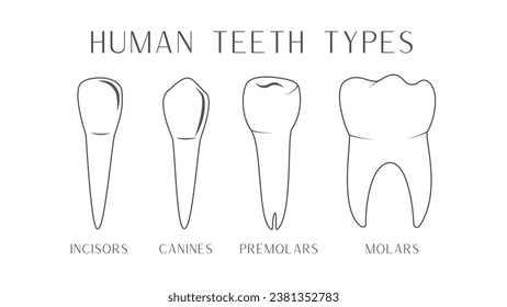 Dientes humanos escribe un diagrama simple. Vector educativo de arte de línea plana Ilustración de dientes. Incisor, canina, diente premolar y molar.