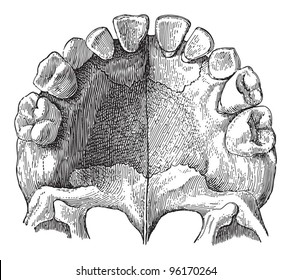 Human teeth / vintage illustration from Meyers Konversations-Lexikon 1897