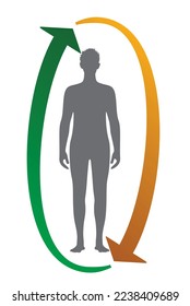 Human thermal regulation temperature. vector