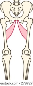 Human Thigh Anatomy: Isolated Adductor Longus Muscle on Anterior View